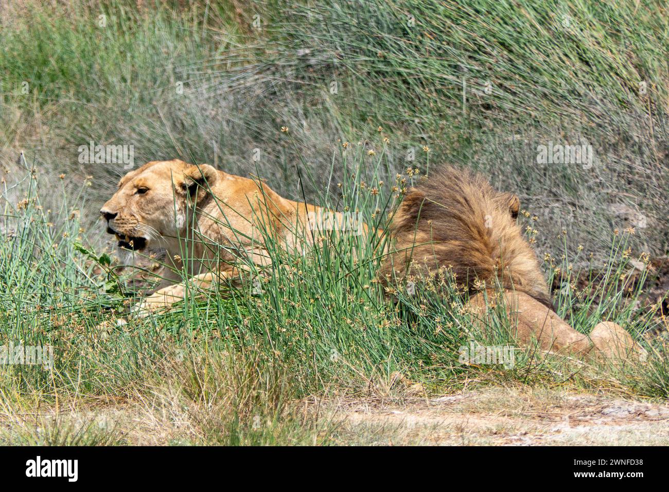 Serengeti, Tanzania, 27 ottobre 2023. Un paio di leoni e leonessa giacciono nella pianura Foto Stock