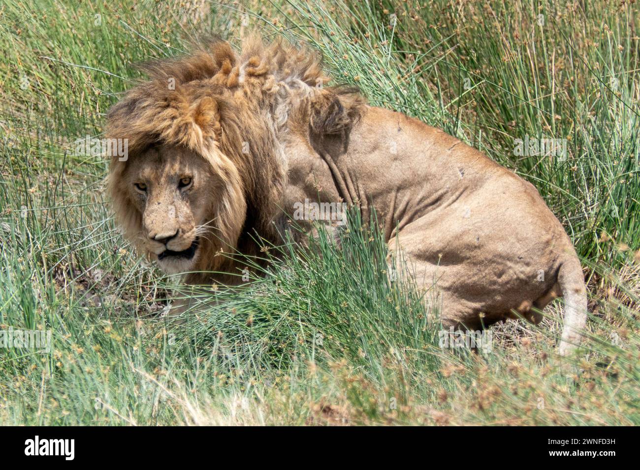 Serengeti, Tanzania, 27 ottobre 2023. Leone disteso nell'erba Foto Stock