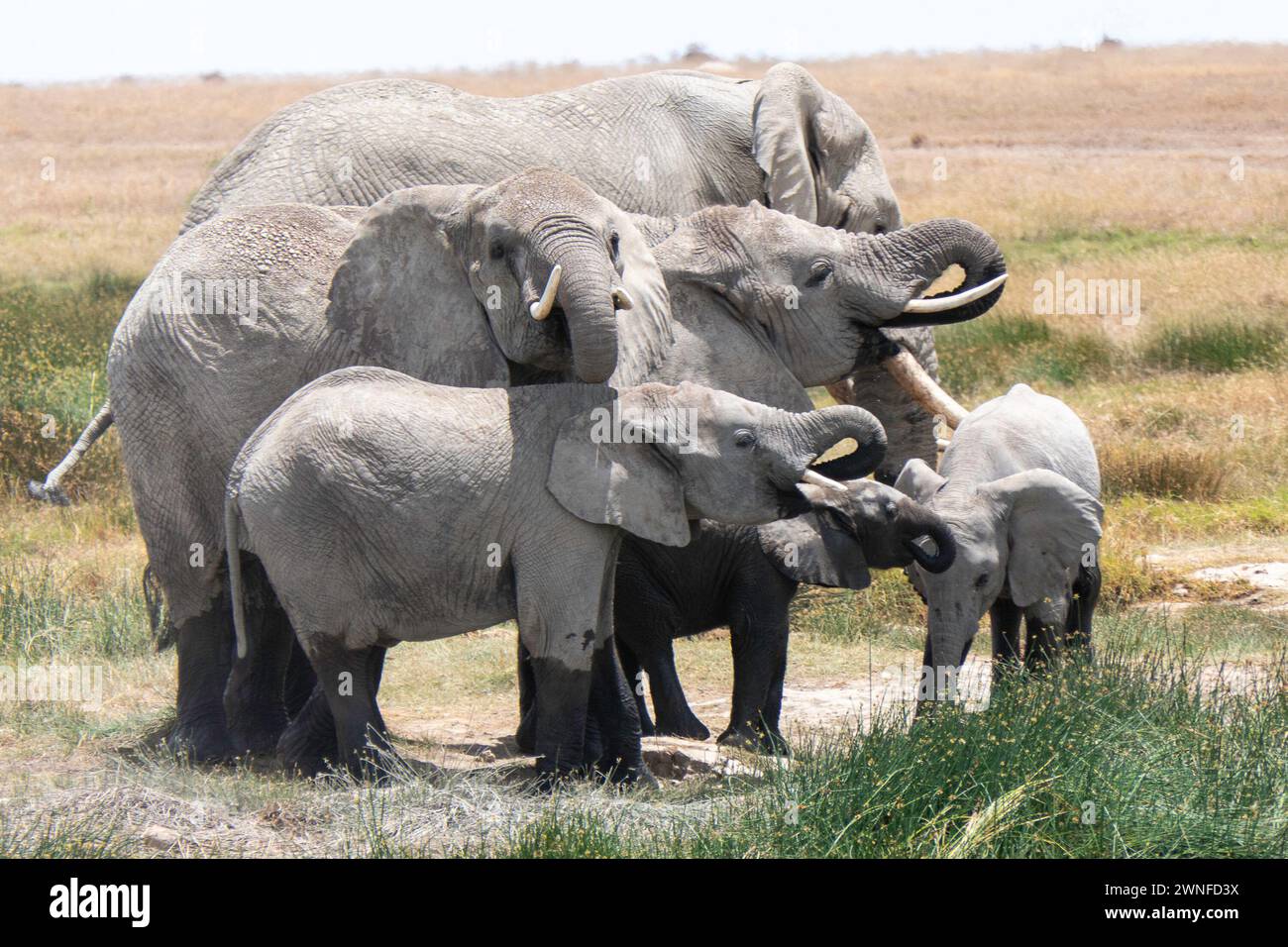 Serengeti, Tanzania, 27 ottobre 2023. Famiglia di elefanti nel parco nazionale Foto Stock
