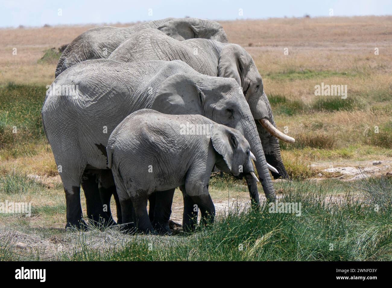 Serengeti, Tanzania, 27 ottobre 2023. Famiglia di elefanti nel parco nazionale Foto Stock