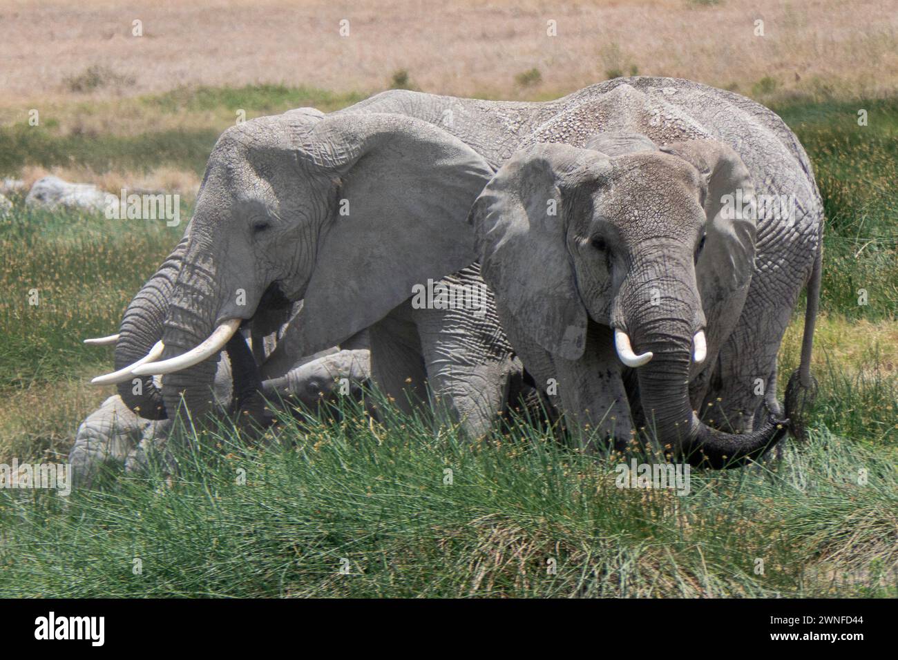 Serengeti, Tanzania, 27 ottobre 2023. Famiglia di elefanti nel parco nazionale Foto Stock