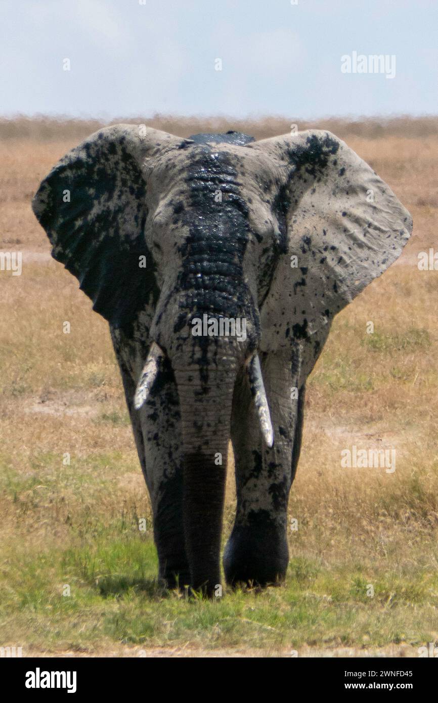 Serengeti, Tanzania, 27 ottobre 2023. Elefante nel parco nazionale Foto Stock