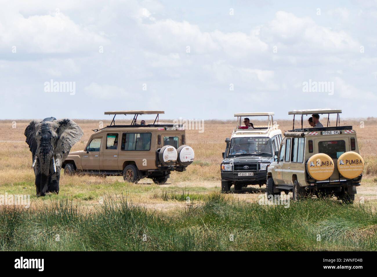 Serengeti, Tanzania, 27 ottobre 2023. Elefante di fronte alle auto turistiche Foto Stock