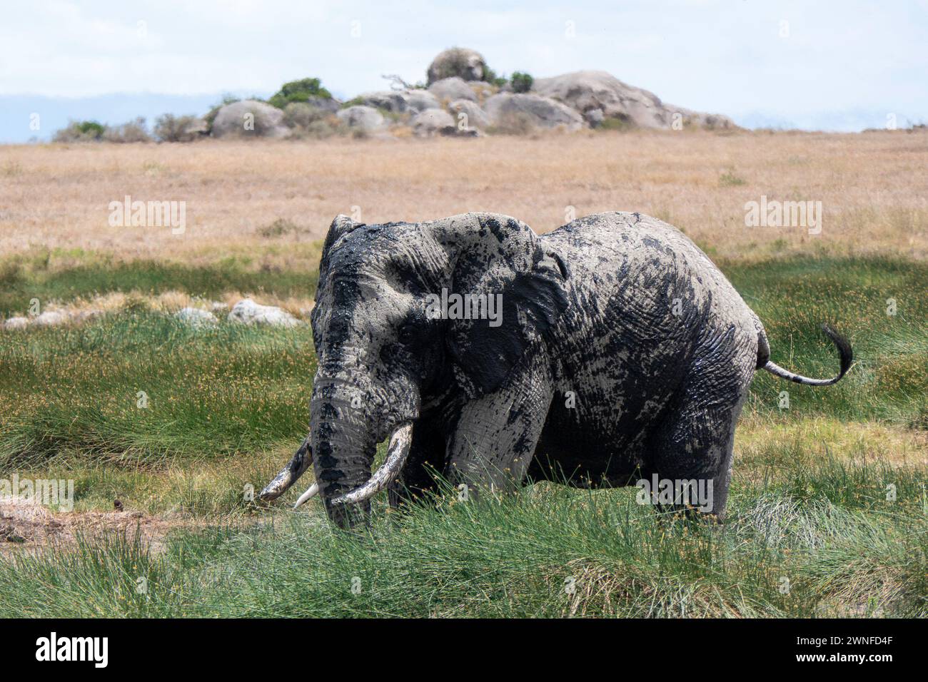 Serengeti, Tanzania, 27 ottobre 2023. Elefante nel parco nazionale Foto Stock
