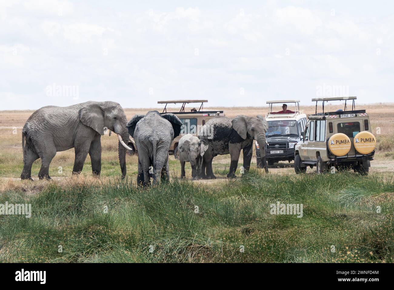 Serengeti, Tanzania, 27 ottobre 2023. Elefante di fronte alle auto turistiche Foto Stock