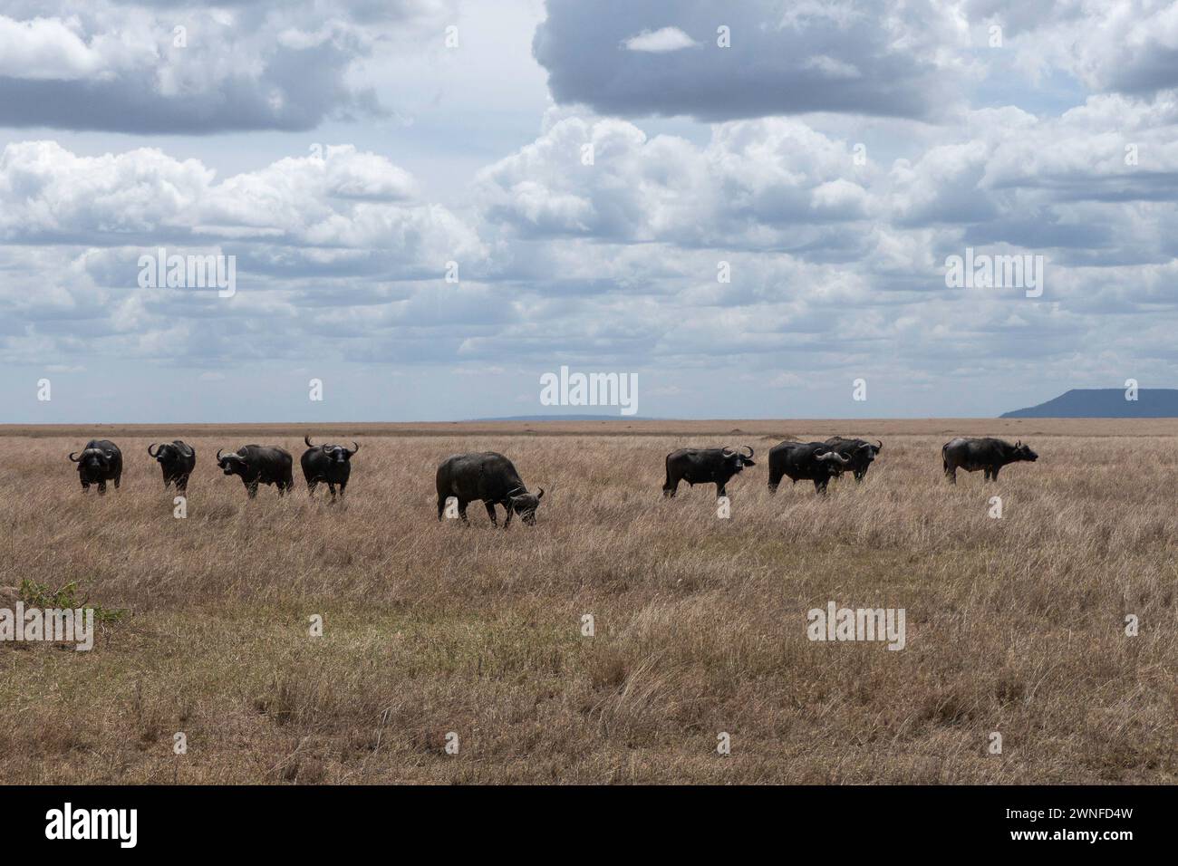Serengeti, Tanzania, 27 ottobre 2023. Bufali nella pianura del Parco Nazionale Foto Stock