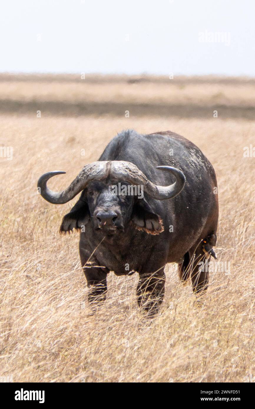 Serengeti, Tanzania, 27 ottobre 2023. Bufalo nella pianura del Parco Nazionale Foto Stock