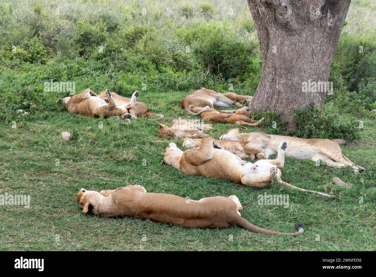 Serengeti, Tanzania, 27 ottobre 2023. Lioness dorme sotto un albero con cuccioli di leone. Foto Stock