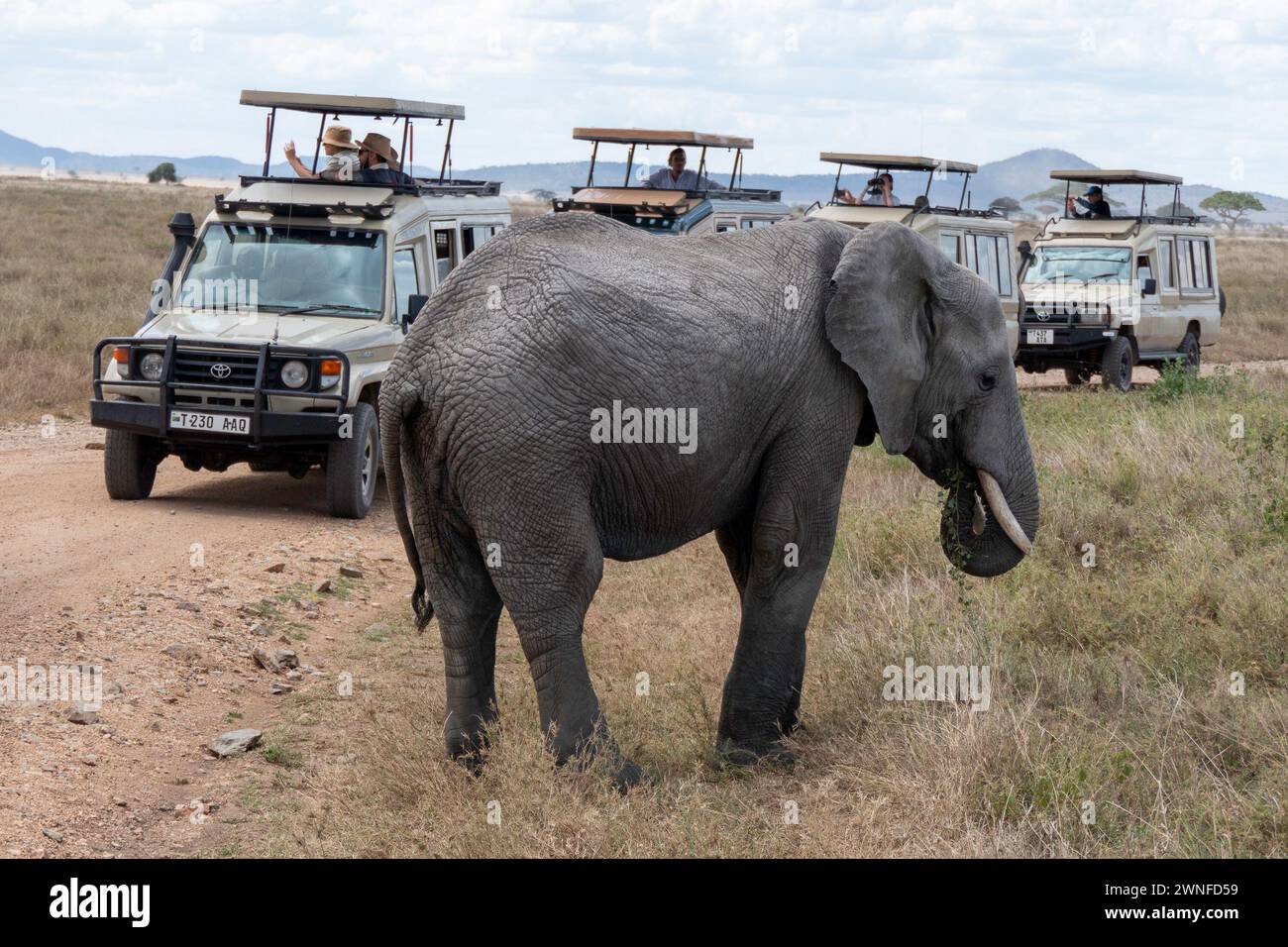 Serengeti, Tanzania, 27 ottobre 2023. Elefante di fronte alle auto turistiche Foto Stock