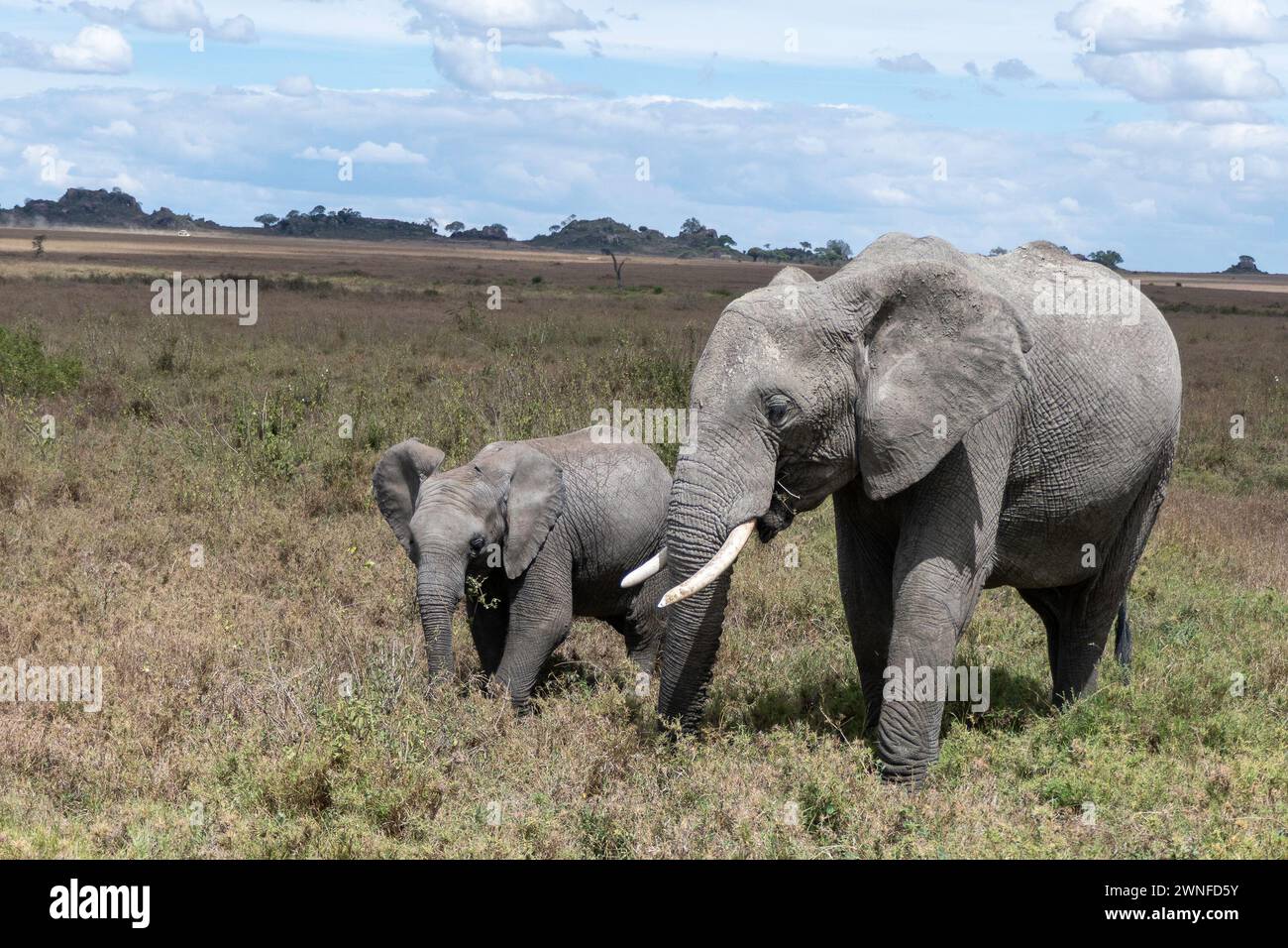 Serengeti, Tanzania, 27 ottobre 2023. Elefante femmina e il suo bambino nel parco Foto Stock
