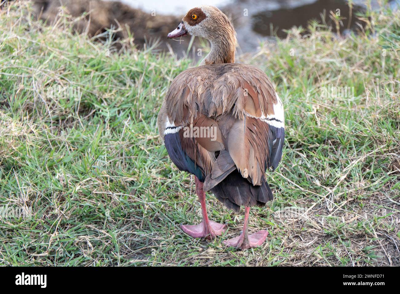 Serengeti, Tanzania, 27 ottobre 2023. Oca egiziana nella pianura del parco nazionale Foto Stock