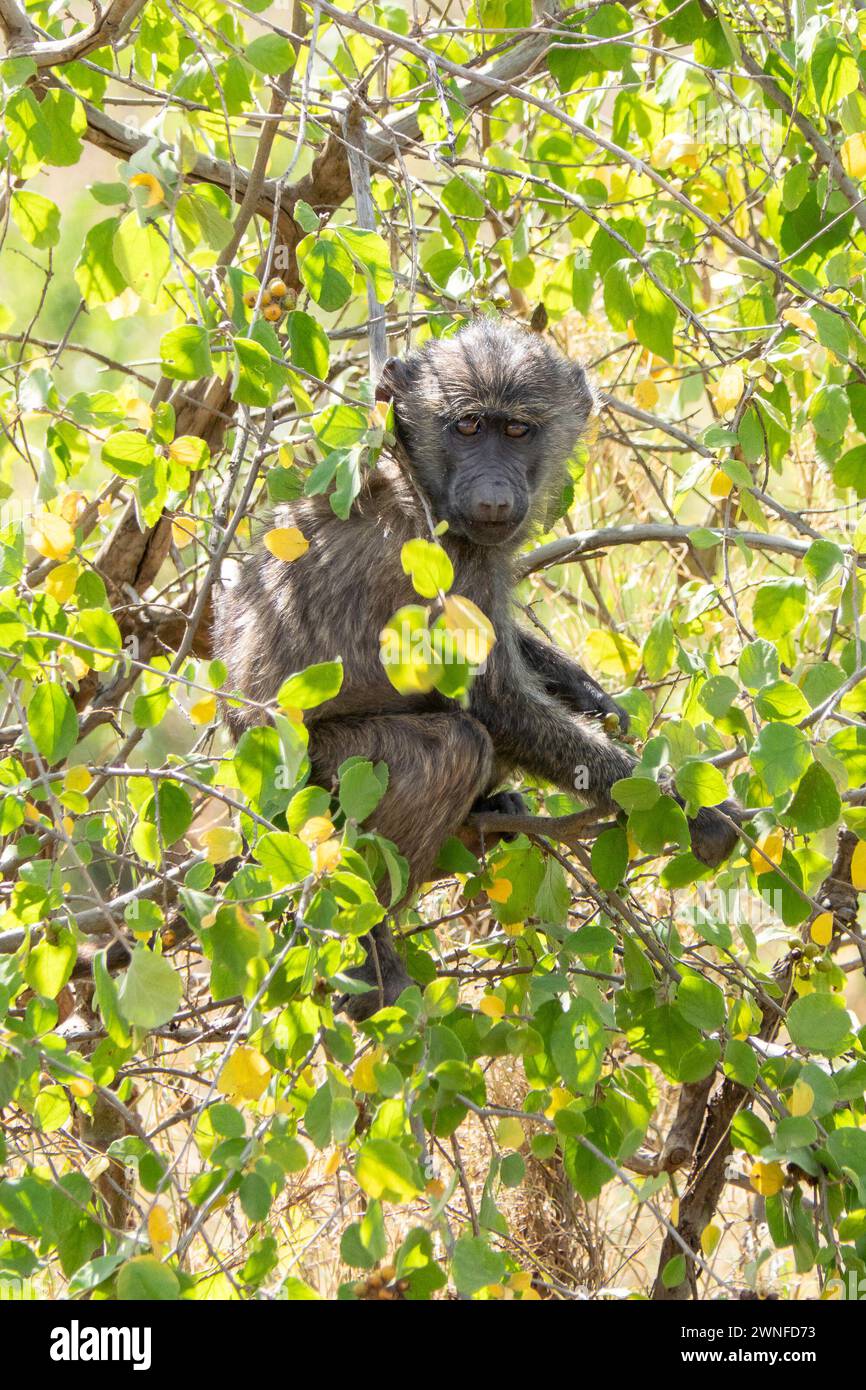 Serengeti, Tanzania, 27 ottobre 2023. Baby baby sitter seduto su un albero Foto Stock
