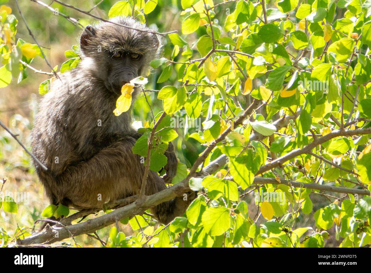 Serengeti, Tanzania, 27 ottobre 2023. Baby baby sitter seduto su un albero Foto Stock