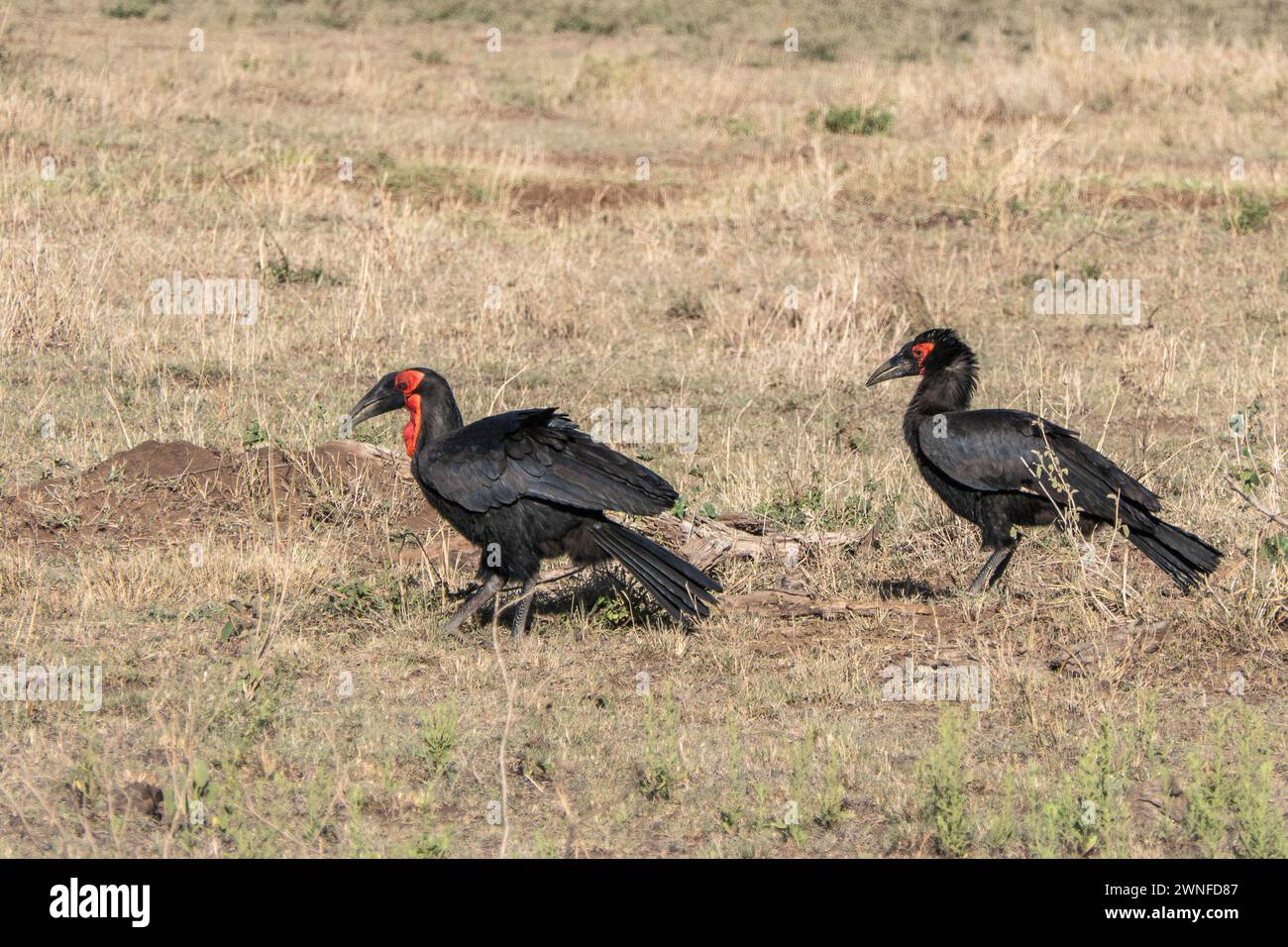 Serengeti, Tanzania, 27 ottobre 2023. Una coppia di Southern Bucorve, uomini e donne Foto Stock