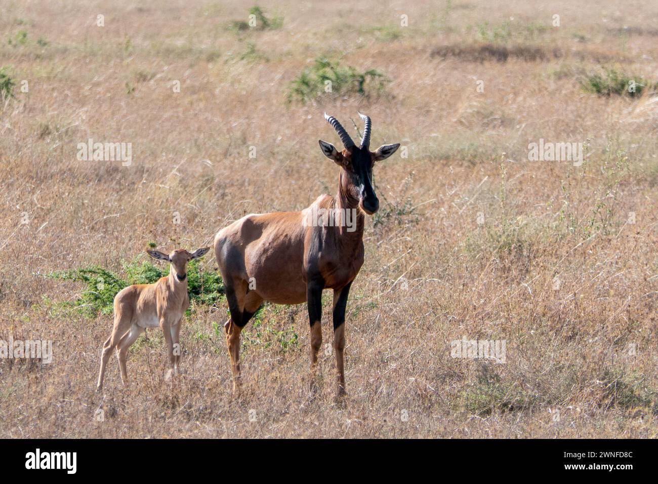 Tanzania, 27 ottobre 2023. Antelope e suo figlio Foto Stock