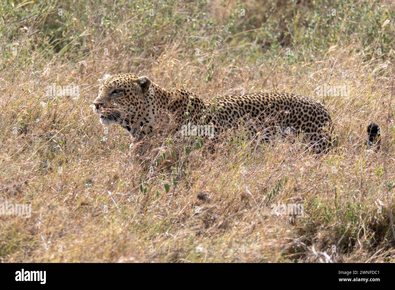 Serengeti, Tanzania, 27 ottobre 2023. Leopardo nella pianura del Parco Nazionale Foto Stock