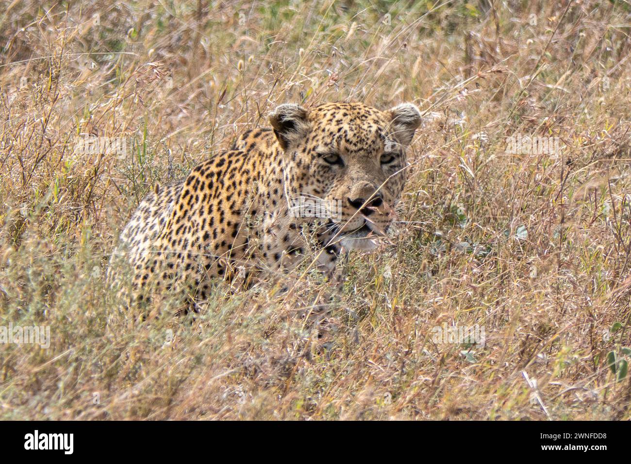 Serengeti, Tanzania, 27 ottobre 2023. Leopardo nella pianura del Parco Nazionale Foto Stock