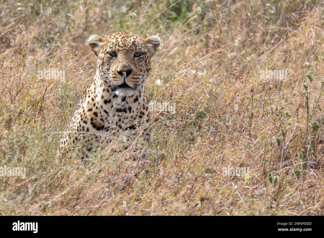 Serengeti, Tanzania, 27 ottobre 2023. Leopardo nella pianura del Parco Nazionale Foto Stock