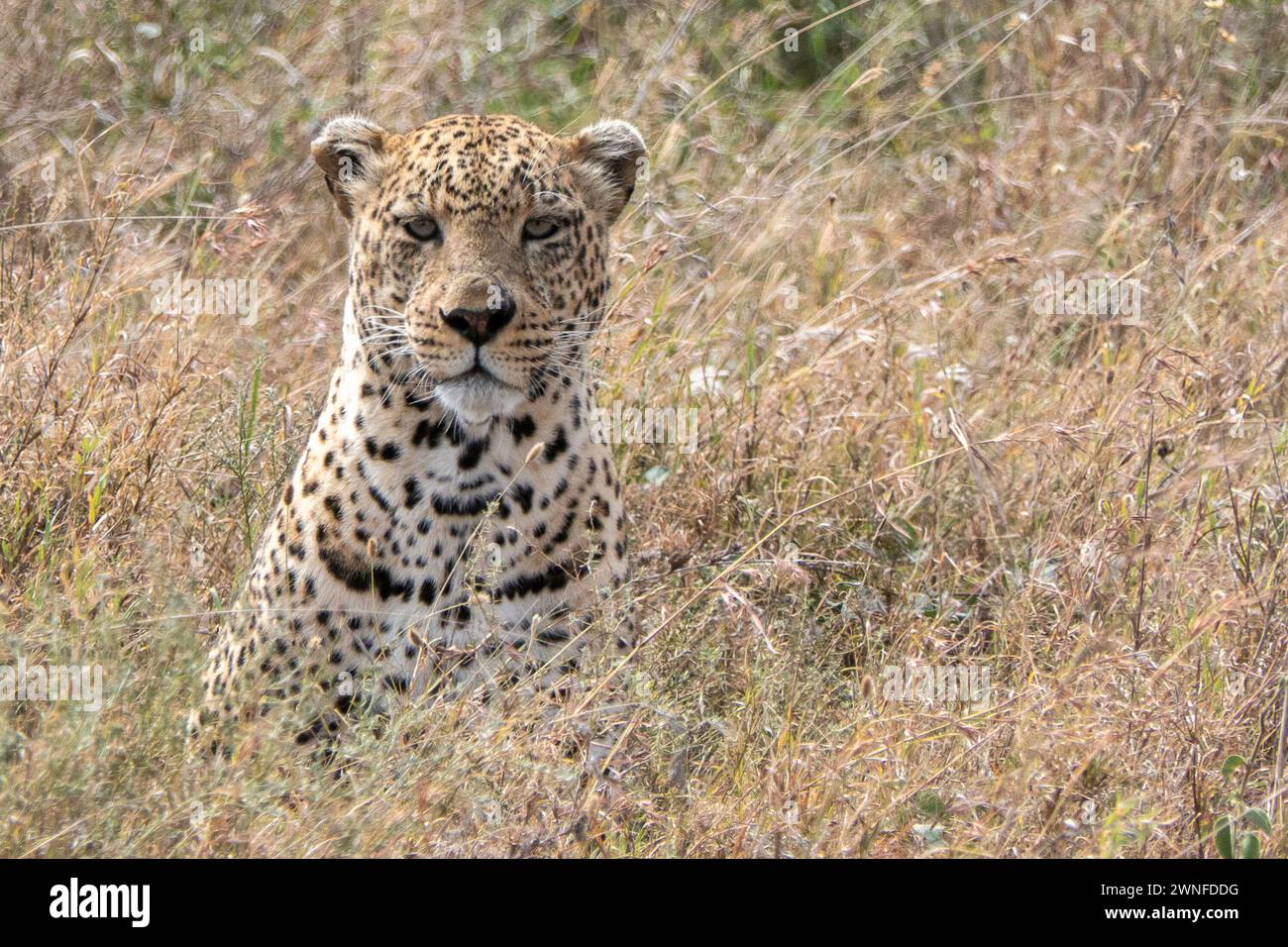 Serengeti, Tanzania, 27 ottobre 2023. Leopardo nella pianura del Parco Nazionale Foto Stock