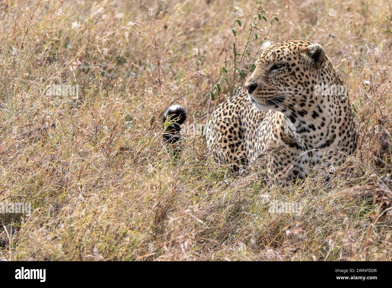 Serengeti, Tanzania, 27 ottobre 2023. Leopardo nella pianura del Parco Nazionale Foto Stock