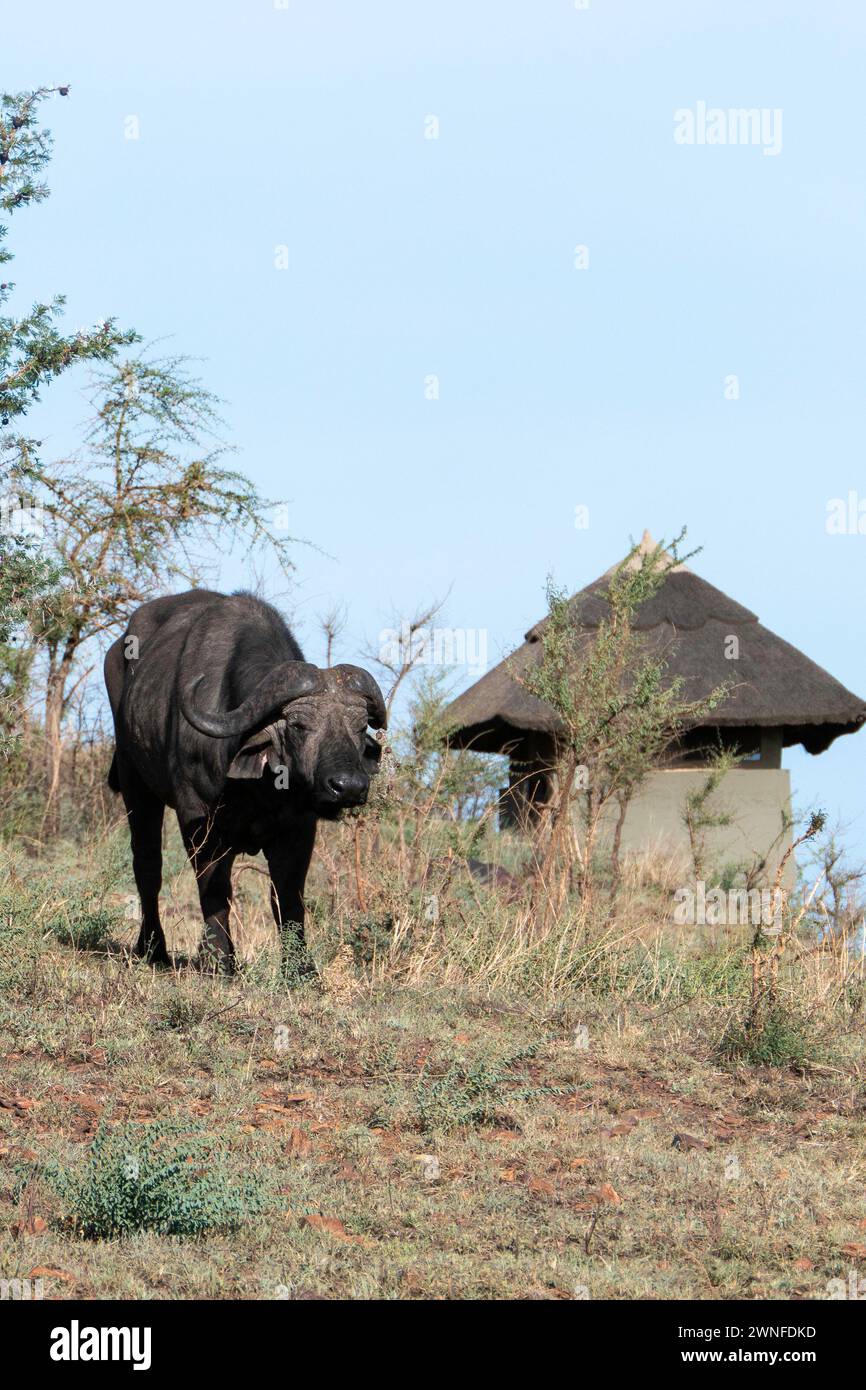 Serengeti, Tanzania, 27 ottobre 2023. Bufalo nella pianura del Parco Nazionale Foto Stock