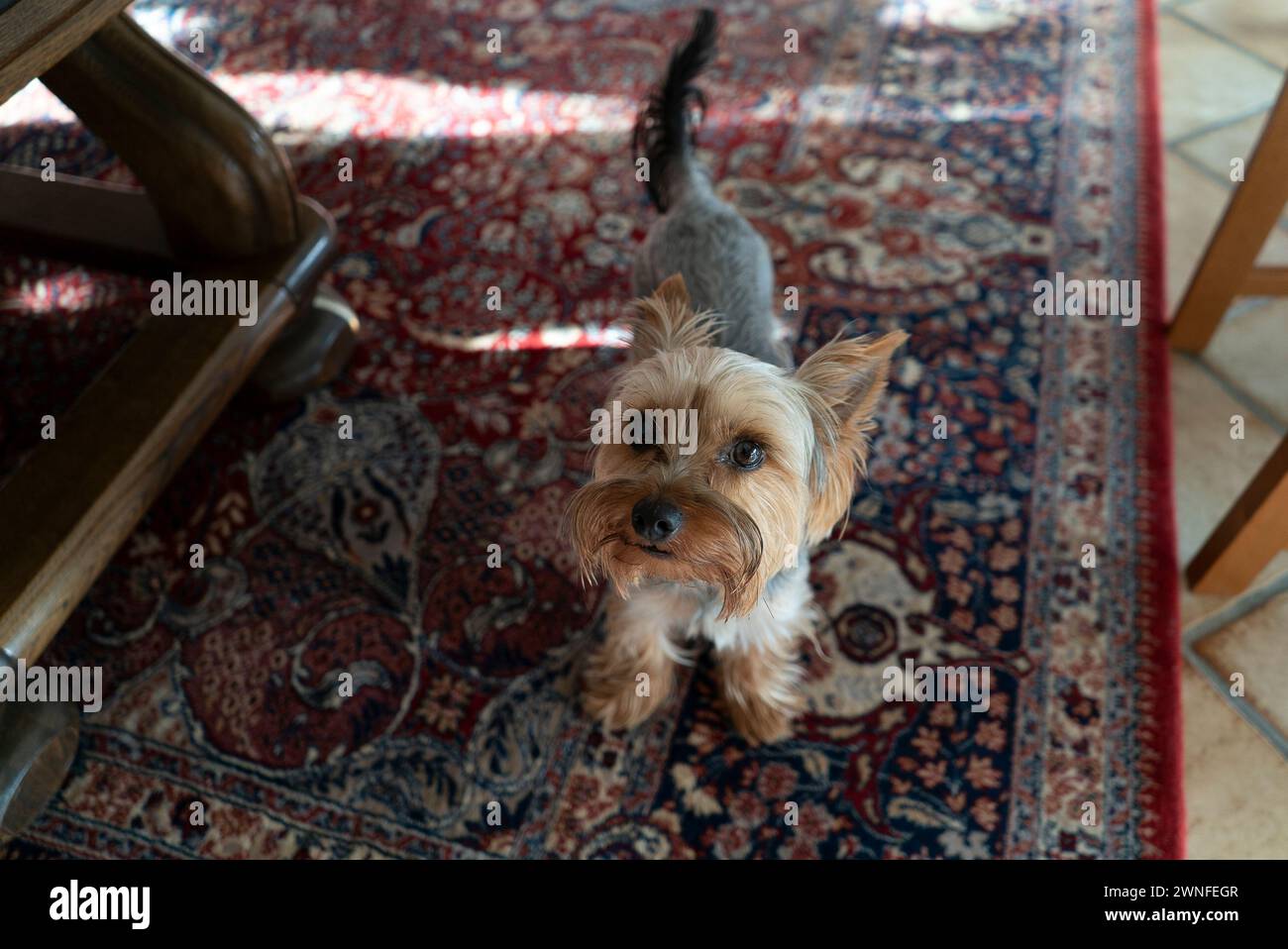 Yorkshire Terrier sul pavimento nel soggiorno di casa Foto Stock