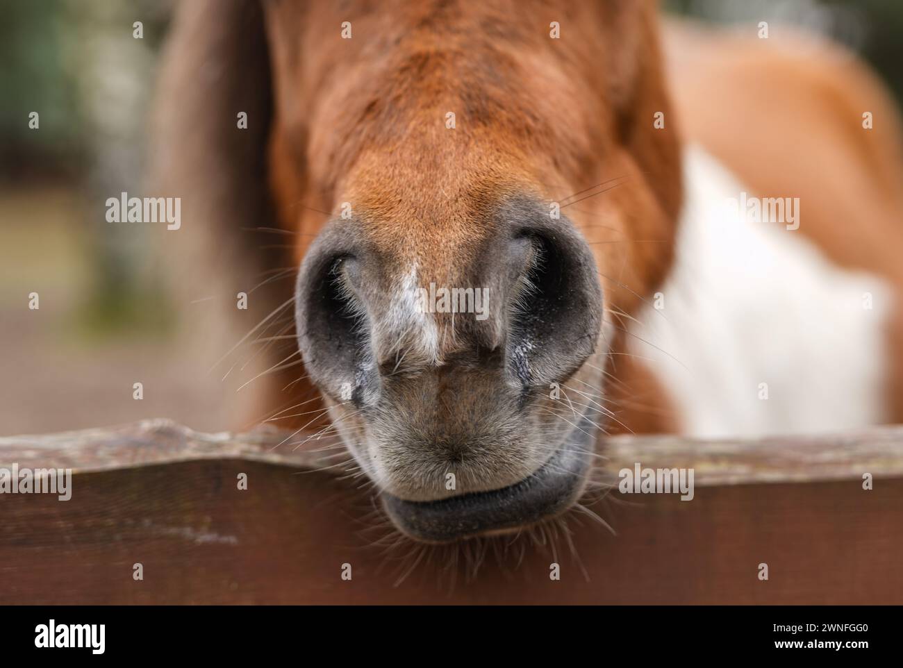 Un cavallo marrone da vicino Foto Stock