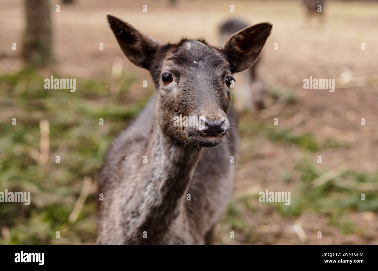 Un ritratto di un giovane daino Foto Stock