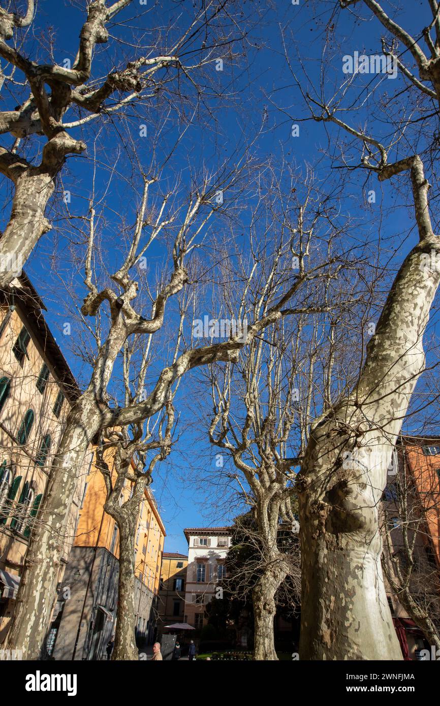 Esterno di tipici edifici italiani in Piazza Napoleone nel centro storico della città medievale di Lucca, Italia Foto Stock