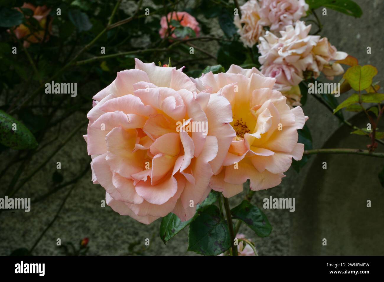 dolce floribunda di rose al miele Foto Stock