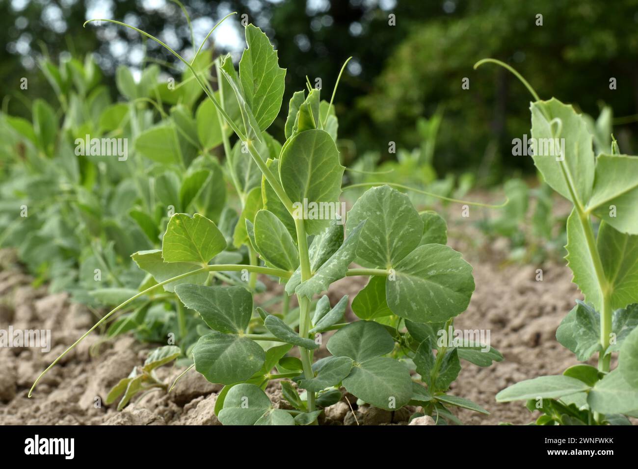 L'immagine mostra una piantagione di piselli, le sue prime foglie che attraversano il terreno nel giardino. Foto Stock