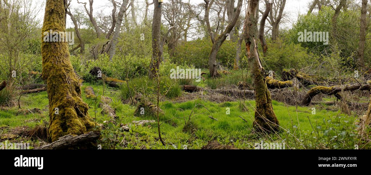 ALDER BOODLAND - riserva naturale di Low Barns, Bishop Auckland Foto Stock