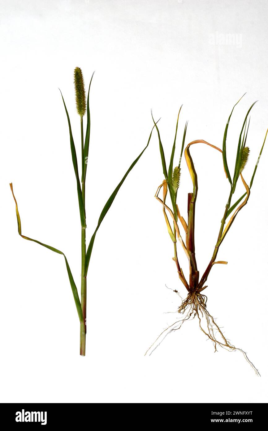Esercitazione. Erbario. Un mucchio di Setaria pumila è isolato su sfondo bianco. Foto Stock