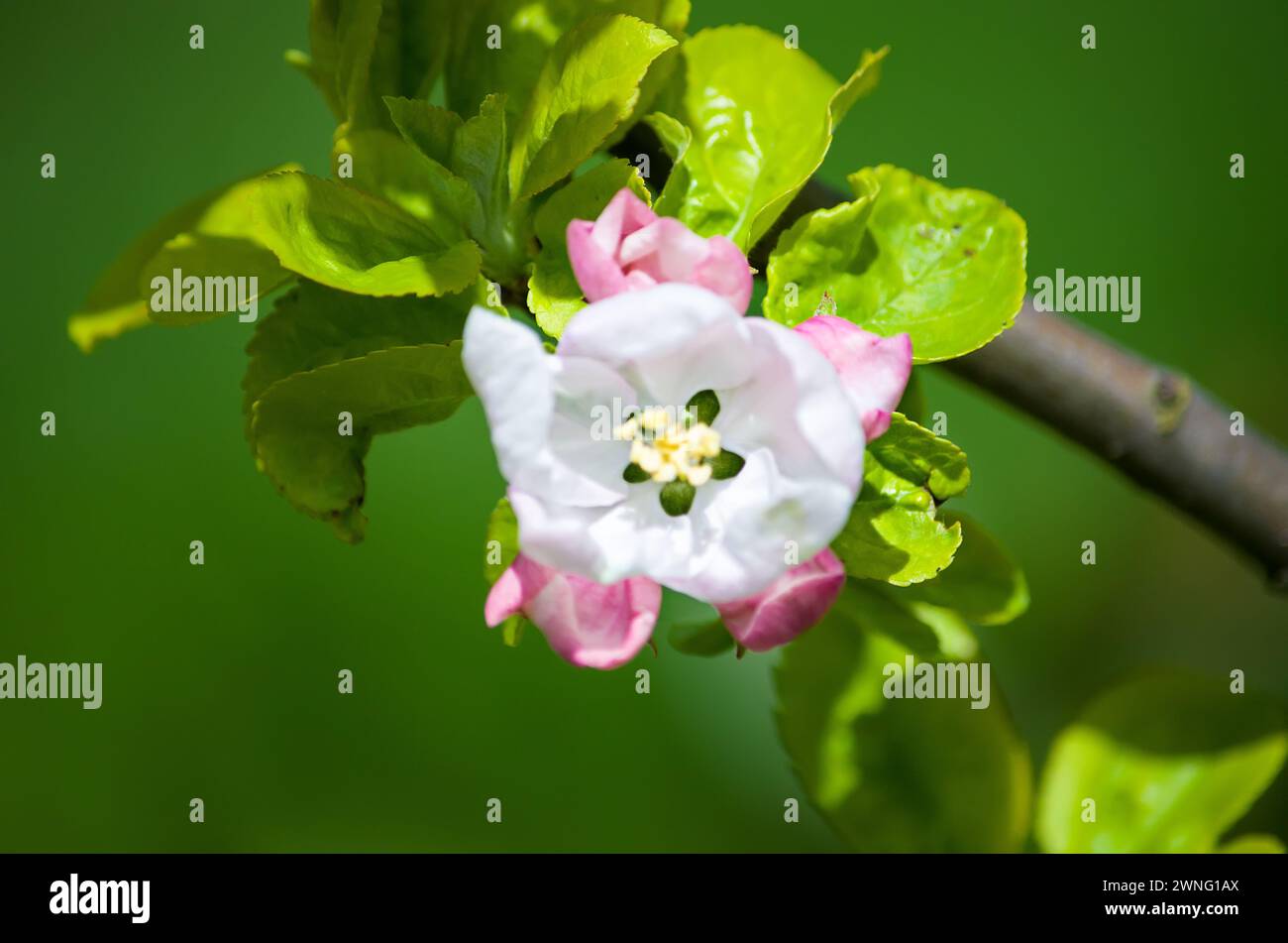 il giardino di mele fiorisce in primavera Foto Stock