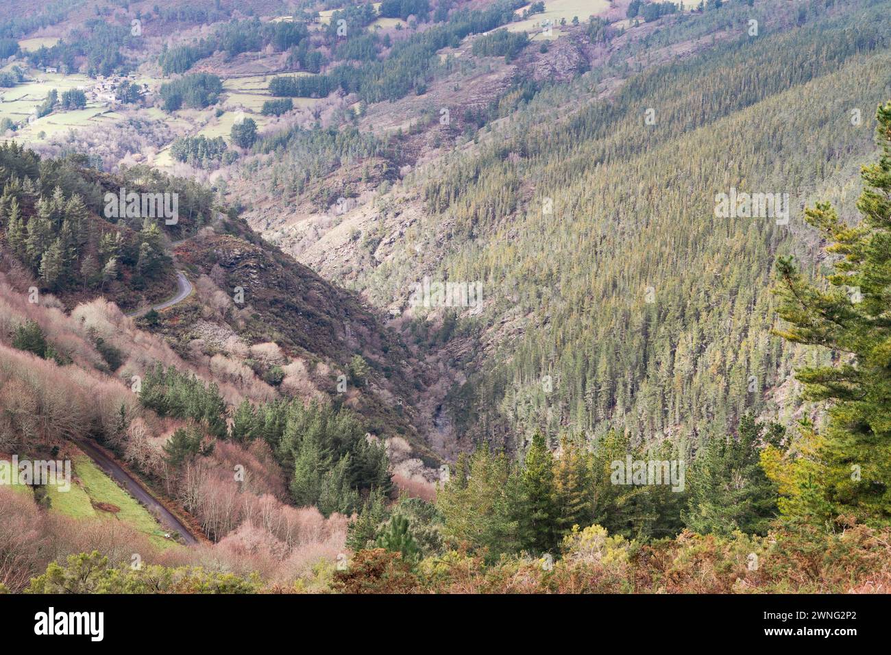 Paisaje de pinos en un valle con una ladera soleada. Foto Stock