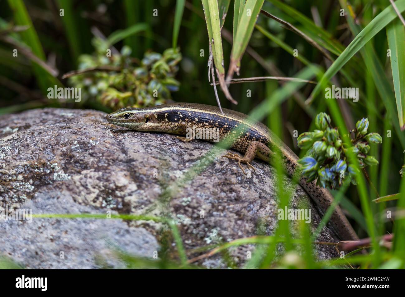 Skink dell'albero (Egernia striolata) fare un bagno di sole su una pietra tra le lame d'erba, Queensland, Australia . Foto Stock