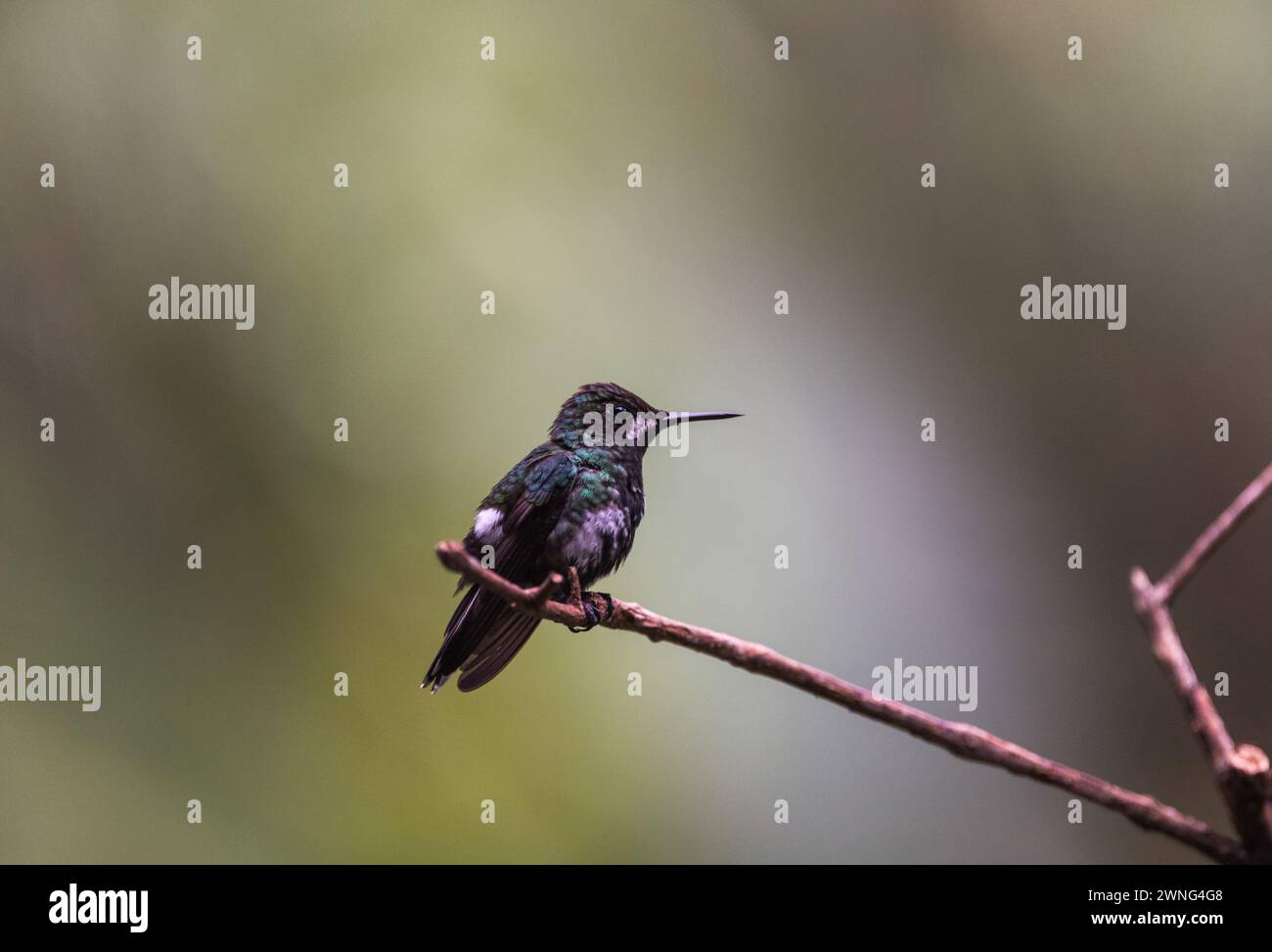 Perched Green Thorntail (Discosura conversii) in Colombia Foto Stock