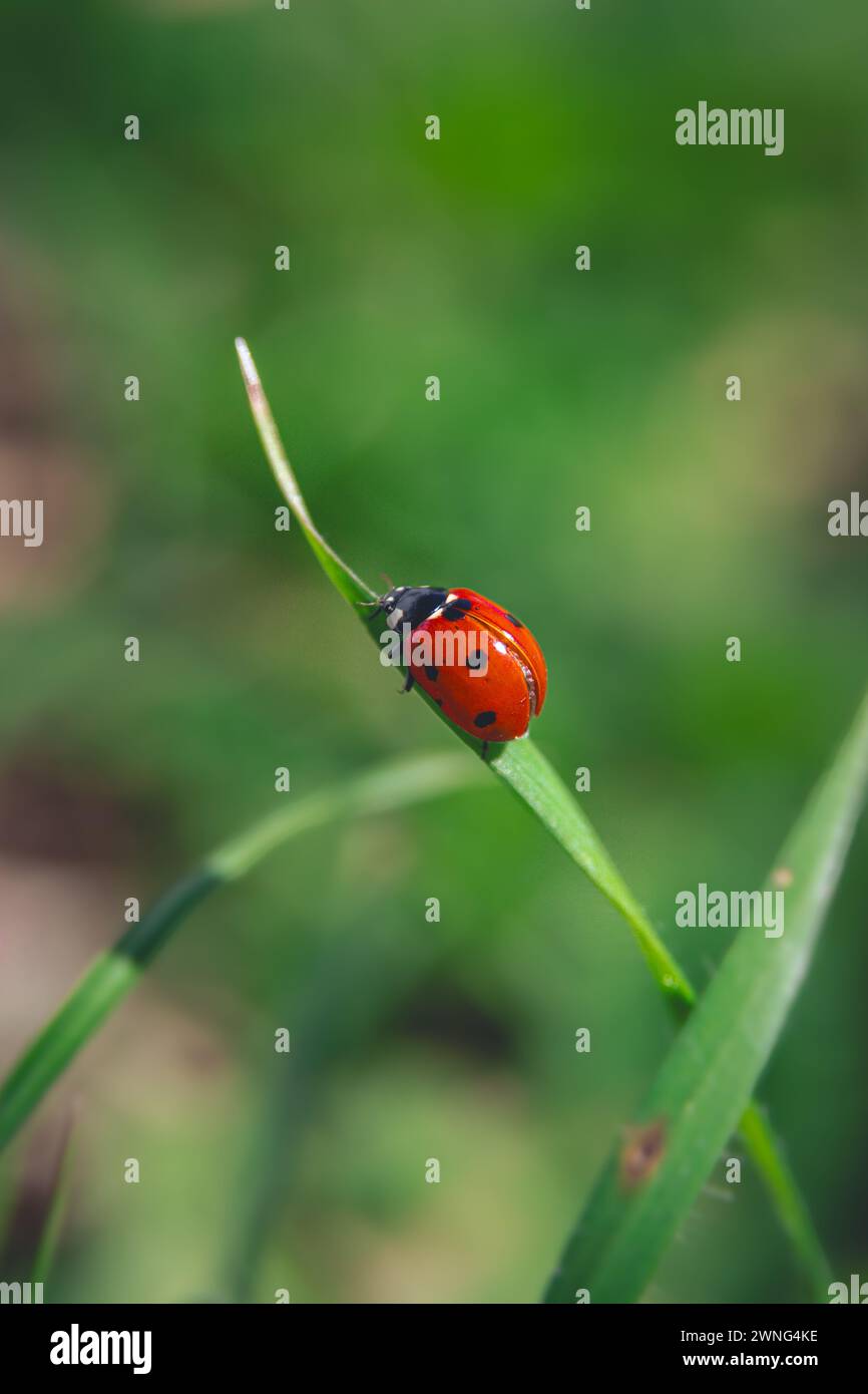 Ladybug su una lama di erba Foto Stock