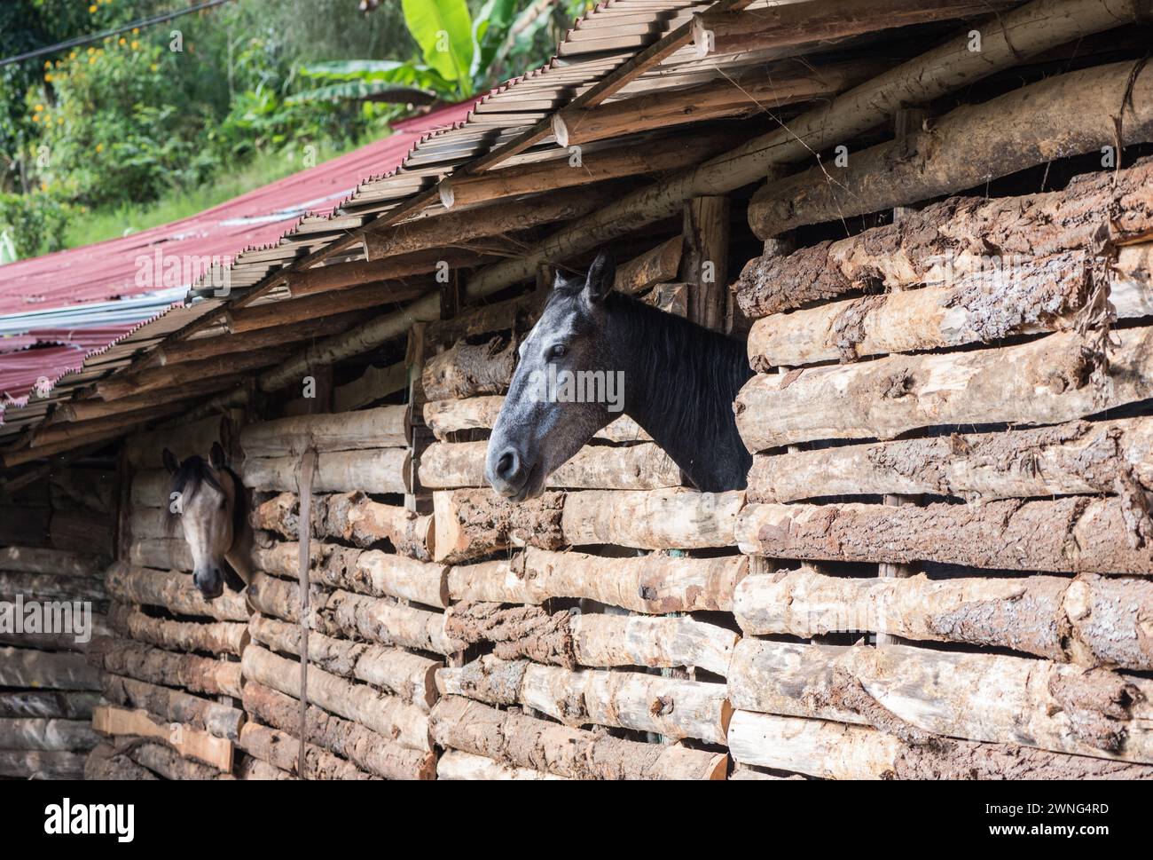 Cavallo nelle scuderie di Jardin, Colombia Foto Stock