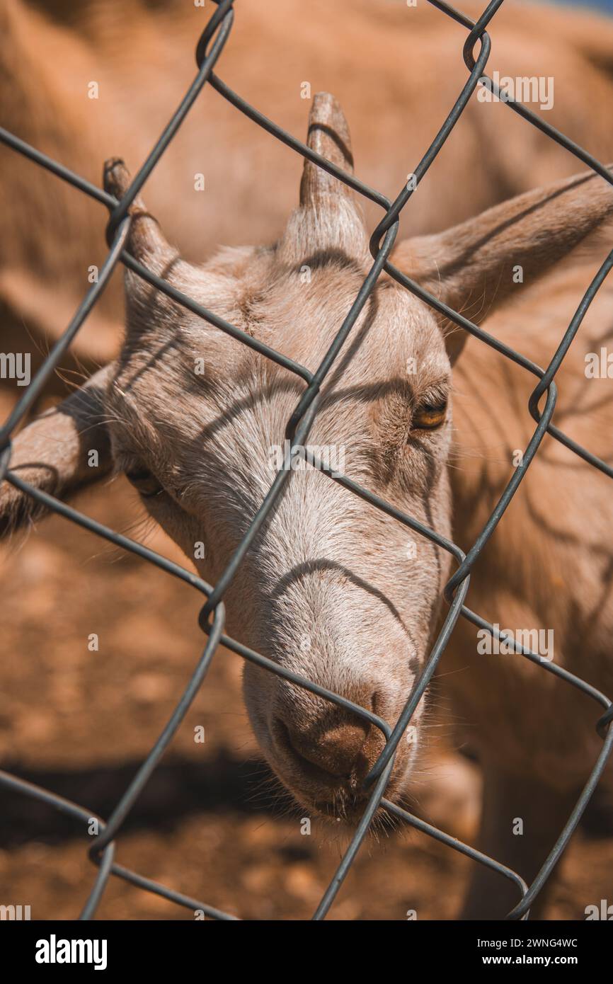 Anima solitaria dietro il filo Foto Stock