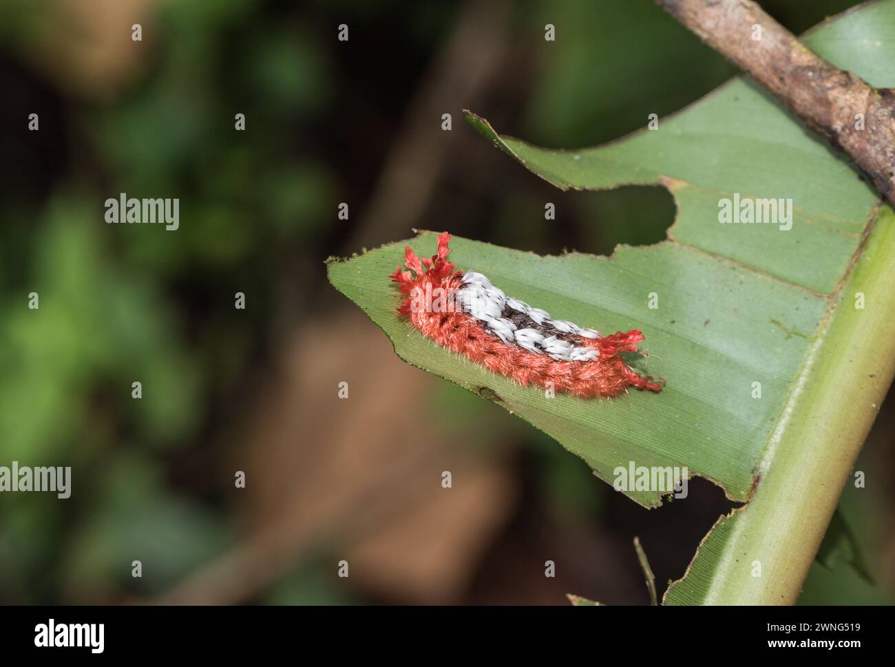 Il cosiddetto Shag-Carpet Moth (Prothysana felderi), uno strano bruco che guarda a Montezuma Lodge, Colombia Foto Stock