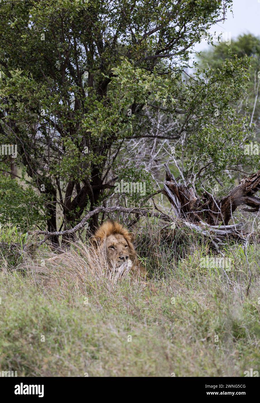 Il leone africano in un habitat naturale, nella natura selvaggia, si trova in erba verde cespugli. Safari nella savana del Sudafrica. Carta da parati animali selvatici. Kruger Foto Stock