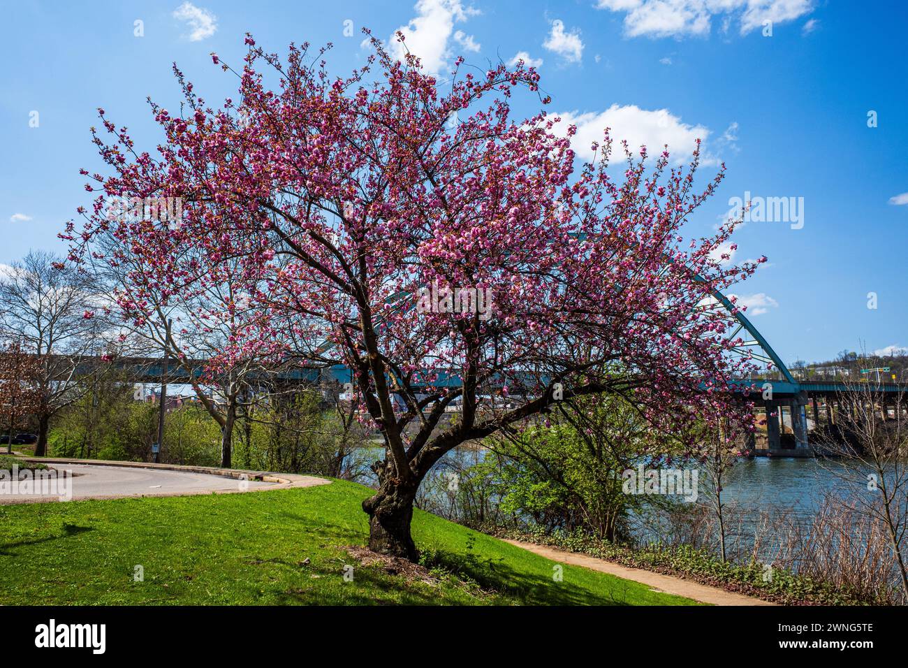 In un fresco giorno di inizio primavera, un albero di ciliegio in fiore abbellisce le rive del quartiere South Side di Pittsburgh, con i suoi delicati fiori rosa che contrastano con l'abbellimento Foto Stock