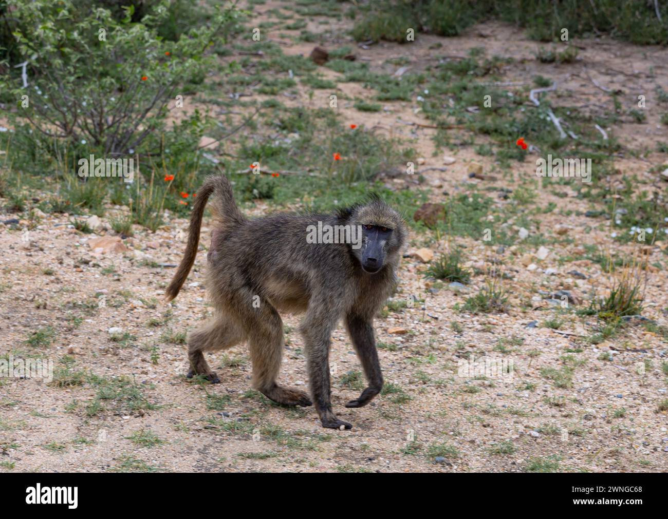 Babbuino Chacma nel Parco Nazionale di Kruger, Sud Africa. La scimmia cammina e guarda la macchina fotografica. Safari a savannah. Habitat naturale degli animali, flora e fauna selvatiche Foto Stock