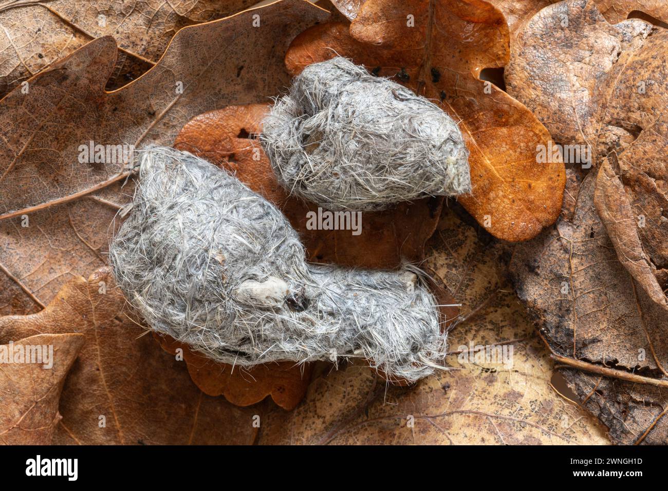 Pellet di gufo di Tawny (Strix aluco), pellet rigurgitato contenente parti non digerite di cibo come pellicce e ossa, Inghilterra, Regno Unito Foto Stock