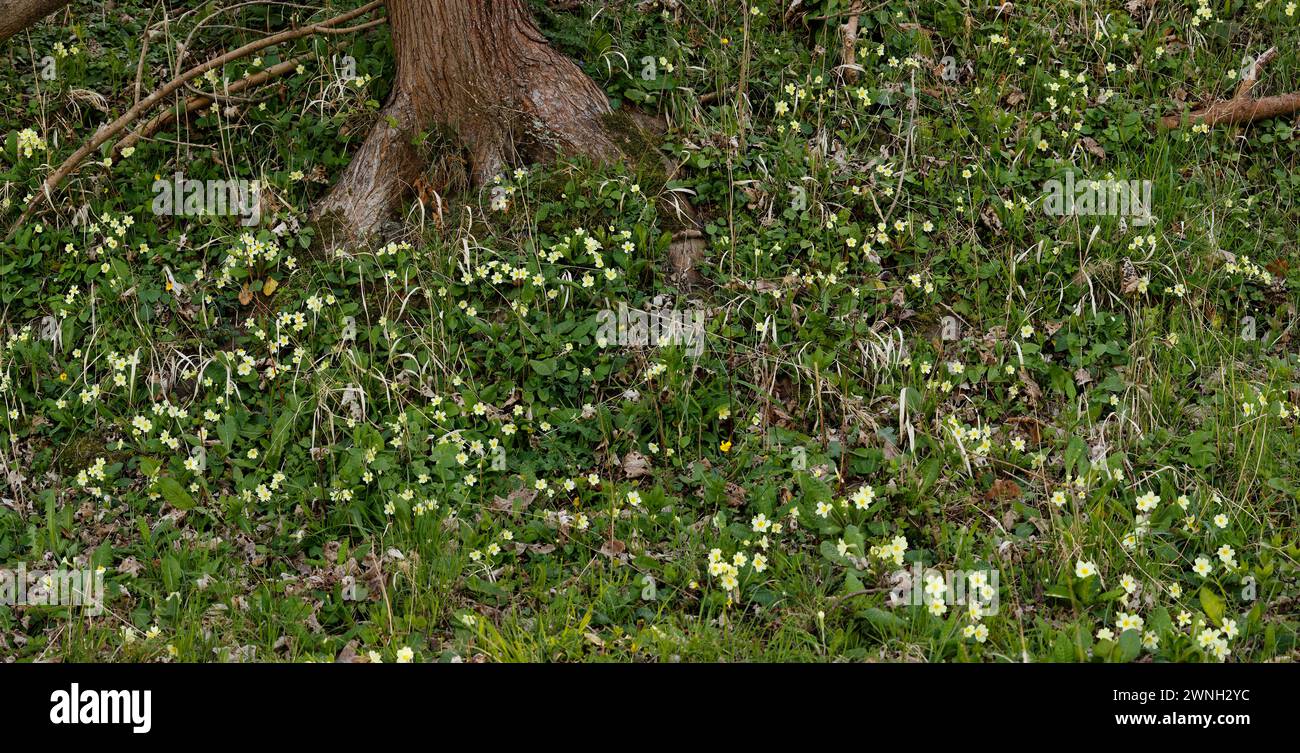 Primula vulgaris "Primrose comune" Foto Stock