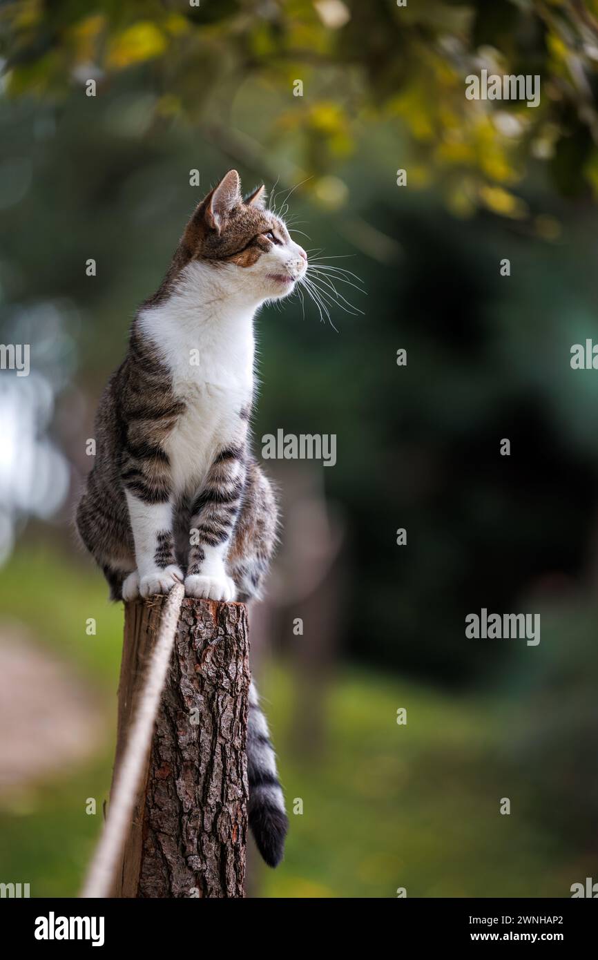 Il gattino carino è seduto su un palo e guarda lontano. Gatto Tabby all'aperto Foto Stock