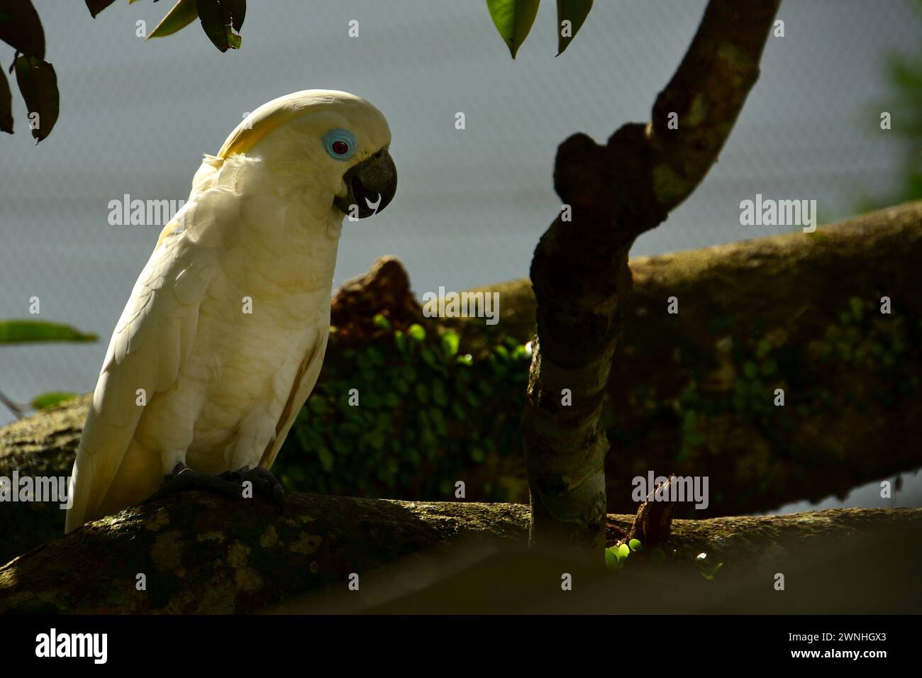 Un vicino la foto di un tenore di zolfo bianco-crested cockatoo (Cacatua galerita), nativo di Australia. Foto Stock