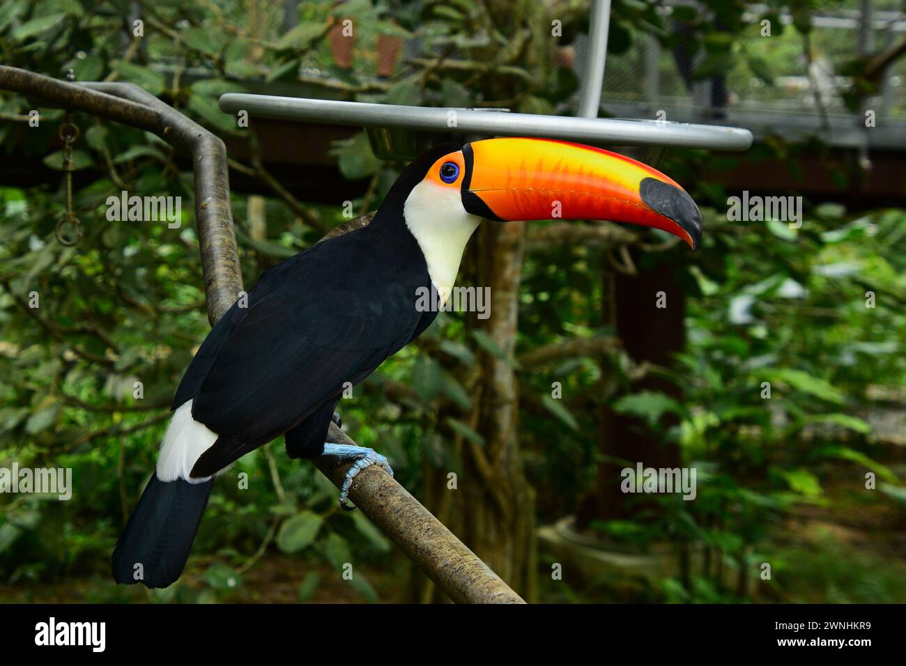 Ritratto di un Toucan. I toucani sono membri neotropicali della famiglia degli uccelli passeri vicini Ramphastidae. Foto Stock