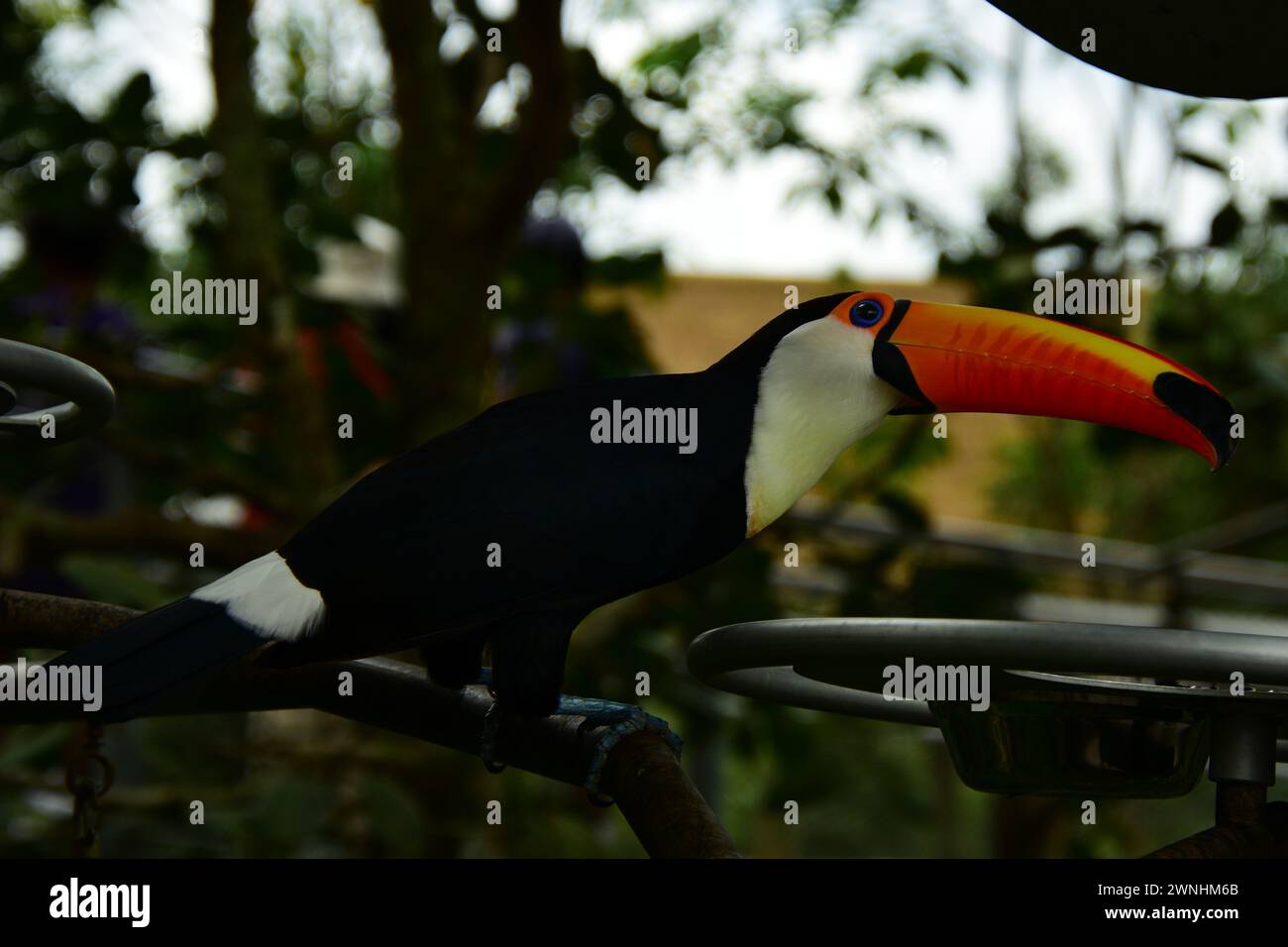 Ritratto di un Toucan. I toucani sono membri neotropicali della famiglia degli uccelli passeri vicini Ramphastidae. Foto Stock
